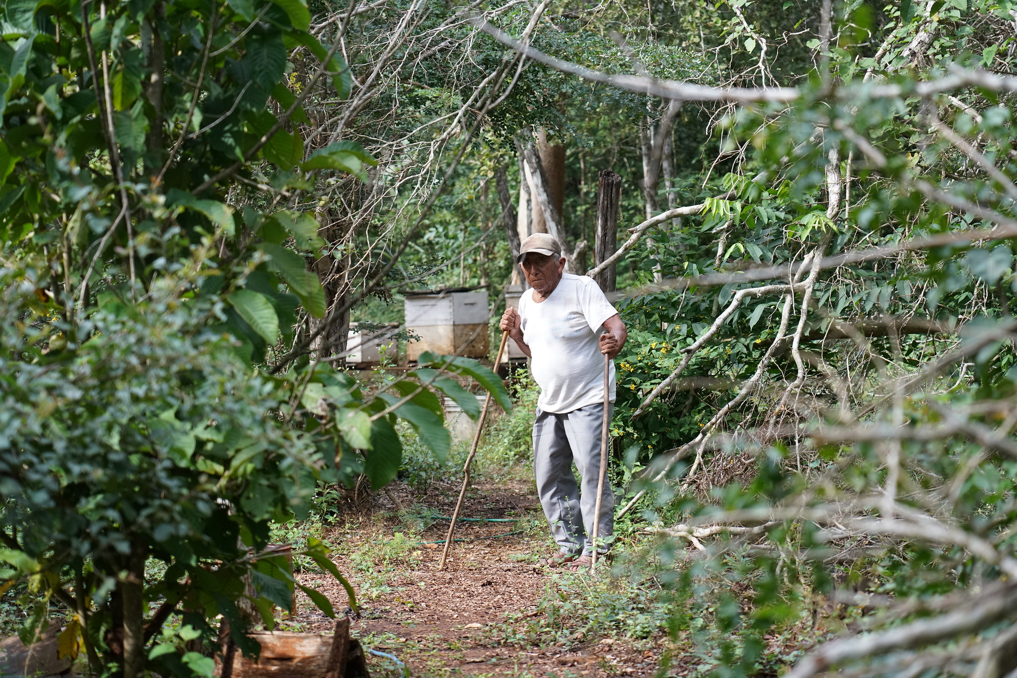 Incertidumbre de un campesino por obras del Tren Maya